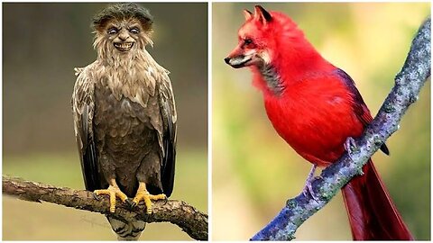 Two Different birds 🦜🦜🦜| birds love