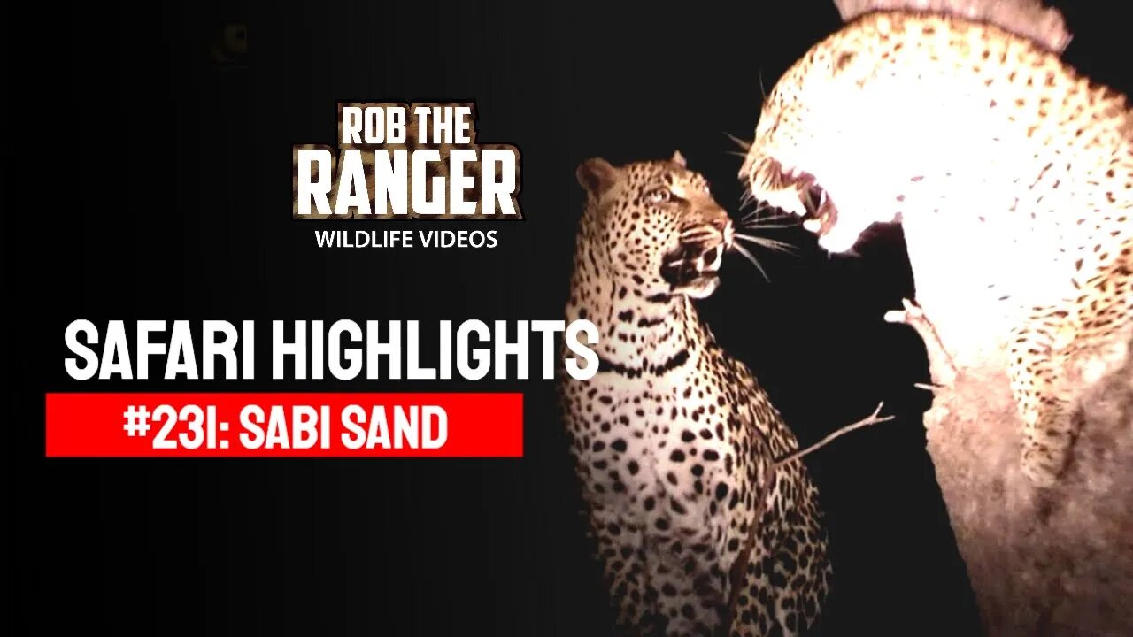 Safari Highlights #231: 11 - 13 Sep 2013 | Sabi Sand Nature Reserve | Latest Wildlife Sightings