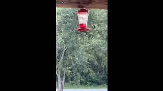 Up Close and Personal Slow Motion Hummingbird Natures Free Entertainment