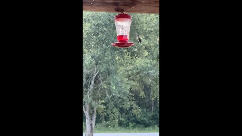 Up Close and Personal Slow Motion Hummingbird Natures Free Entertainment