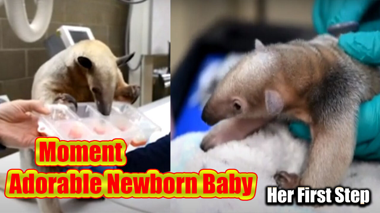 Adorable newborn TamanDua takes her first steps