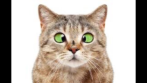 Funny cat video
