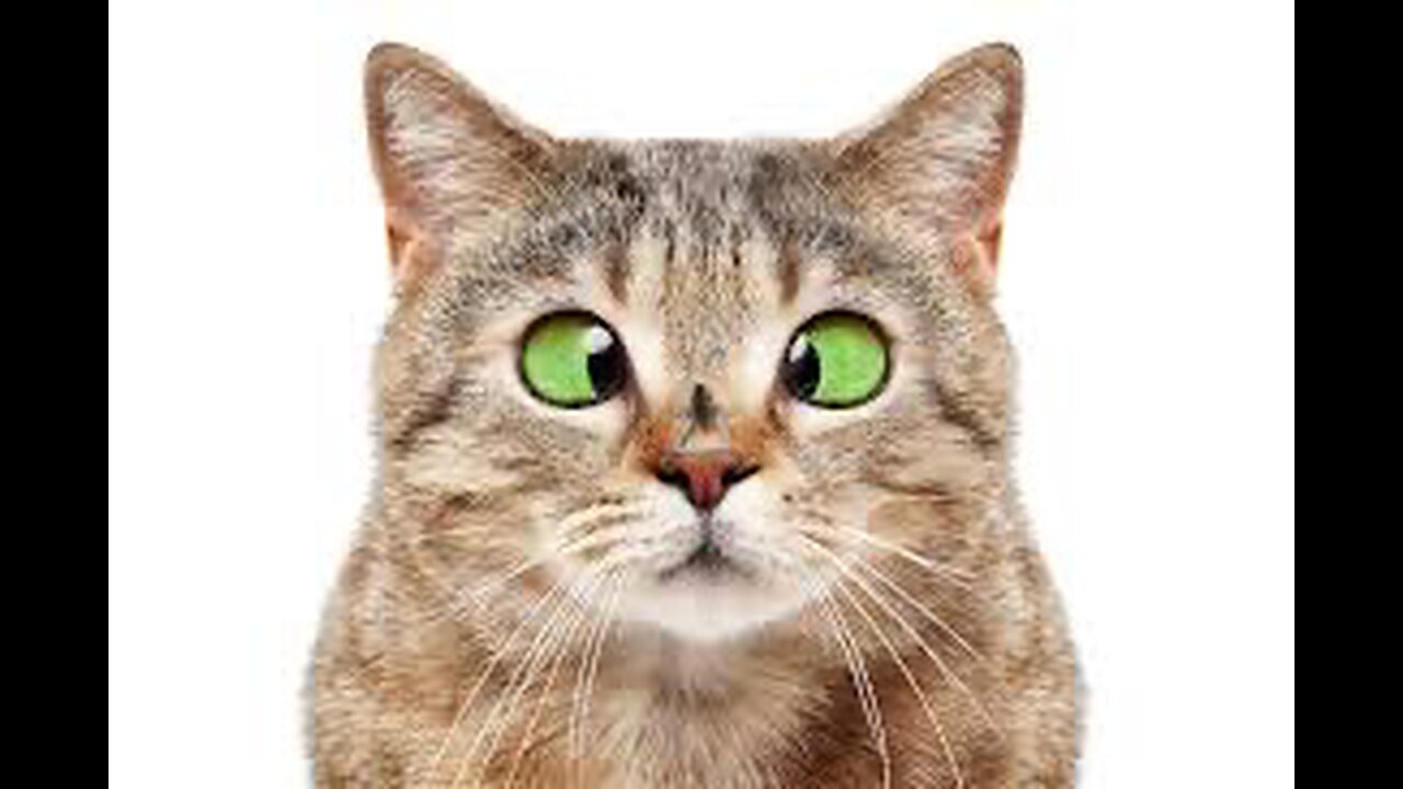 Funny cat video