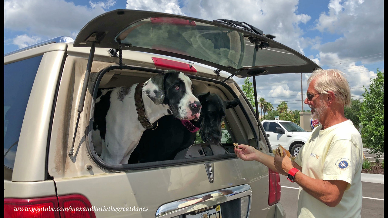 Great Danes Politely Enjoy Their First Junior Burger King Treat