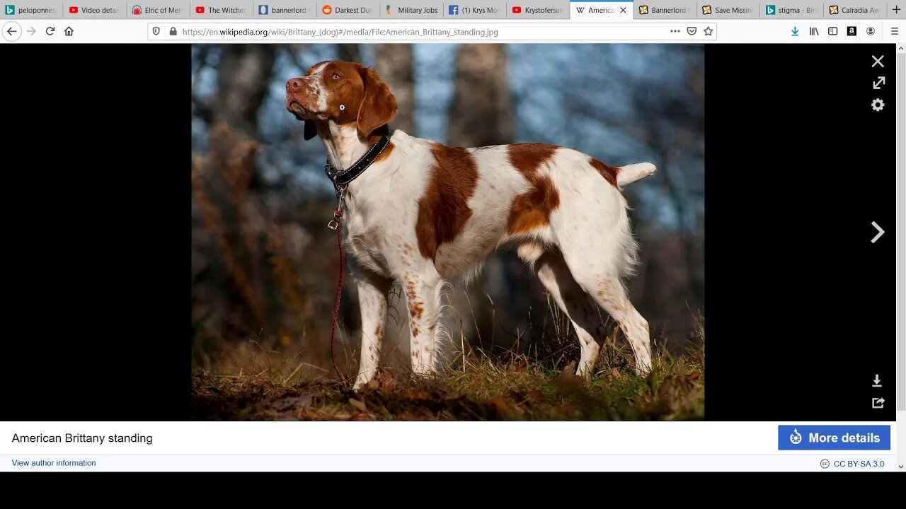 Brittany Spaniels. Dog Recommendation.