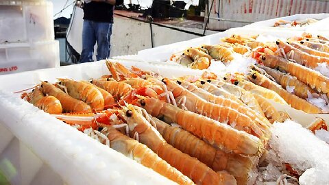 How Tons of Scampi Fishing - Norway Lobster Processing Line - Scampi Processing in Factory