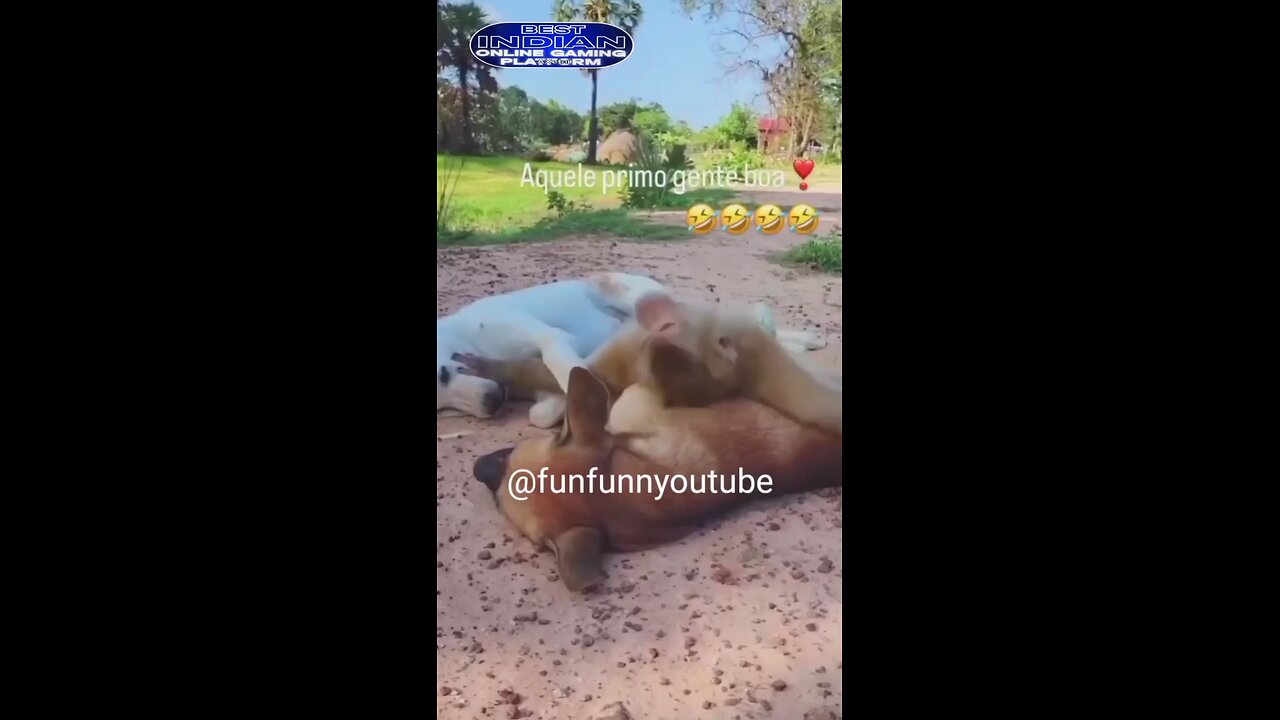 funny videos 😂😂