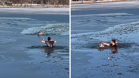 Man Heroically Saves Dog's Life