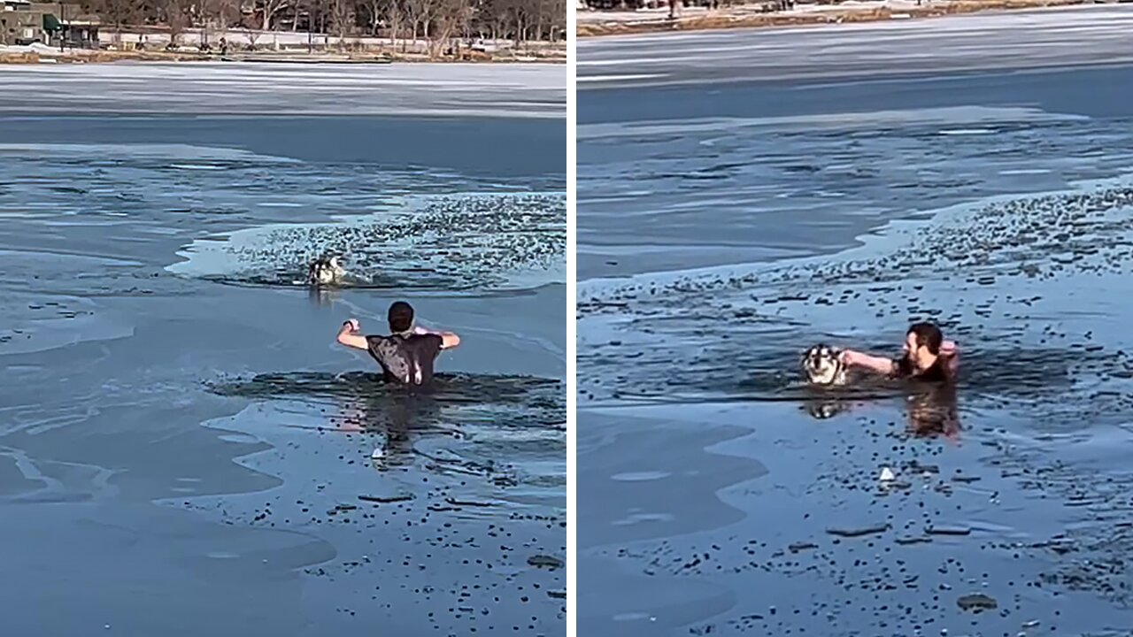 Man Heroically Saves Dog's Life