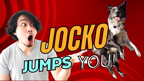 Jocko Jumps YOU! 🐕