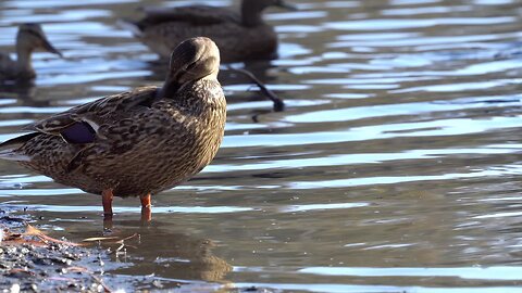 CatTV: Duck on shore