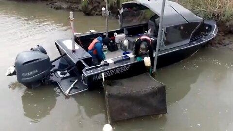 Suisun Marsh Salmon Study