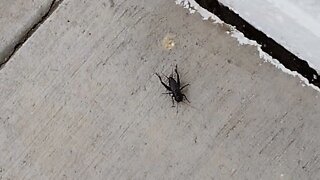 Cricket Wireless