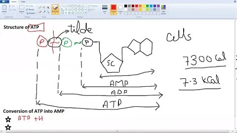 9th Class Bio ATP Cell Energy Currency P2