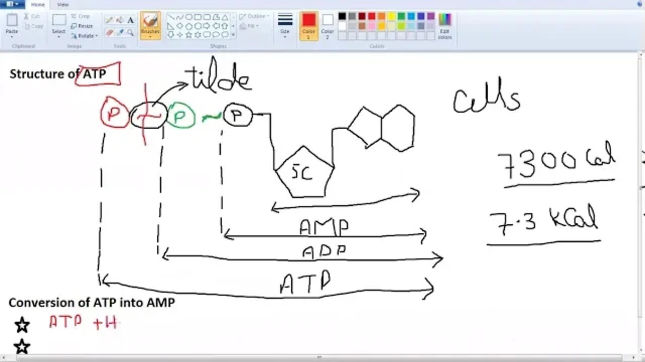9th Class Bio ATP Cell Energy Currency P2