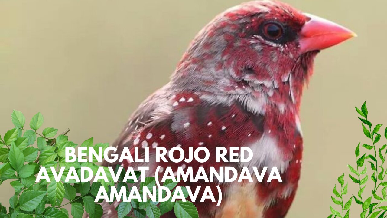 BENGALI ROJO Red Avadavat (Amandava amandava)El bengalí rojo (Amandava amandava)