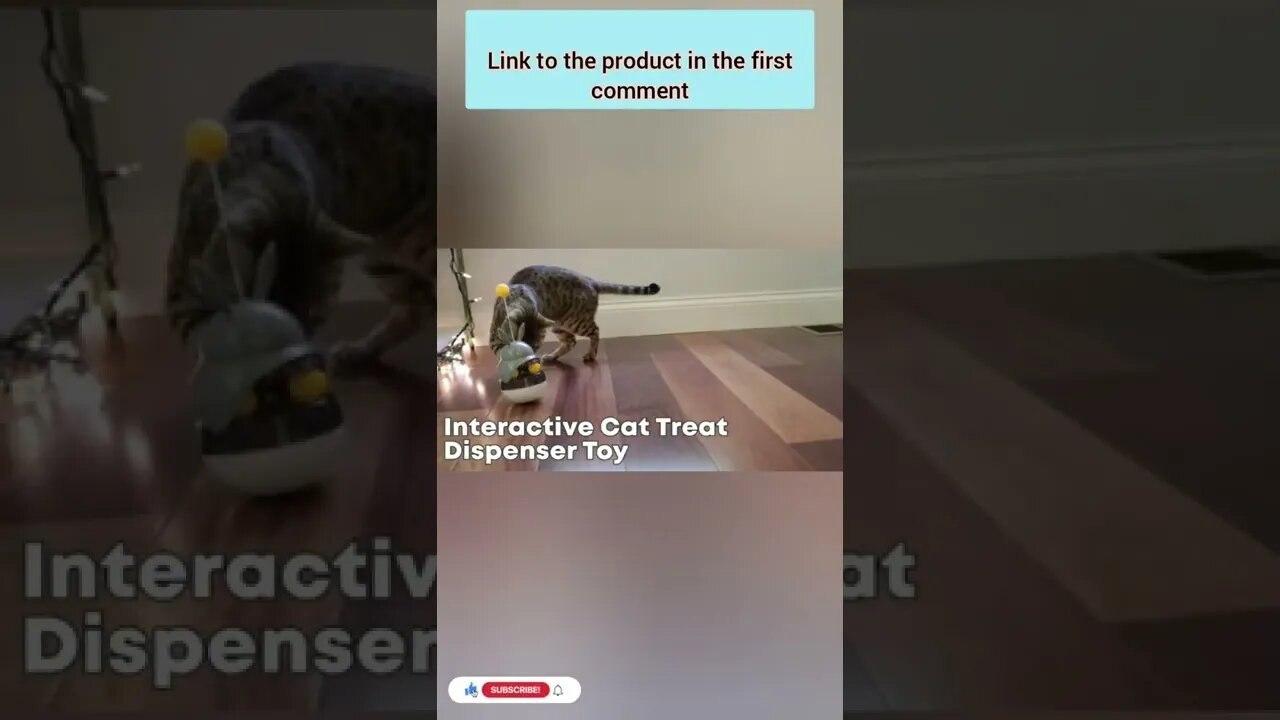 Enjoy fun games with your cat😻10