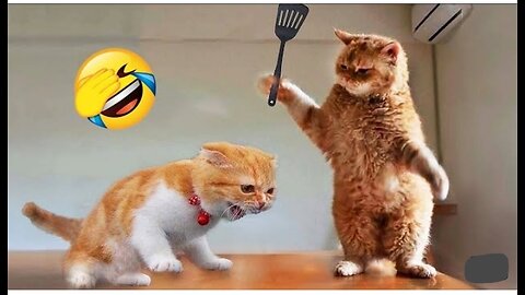 Funniest animals fights😂 cats fighting part #1🤣