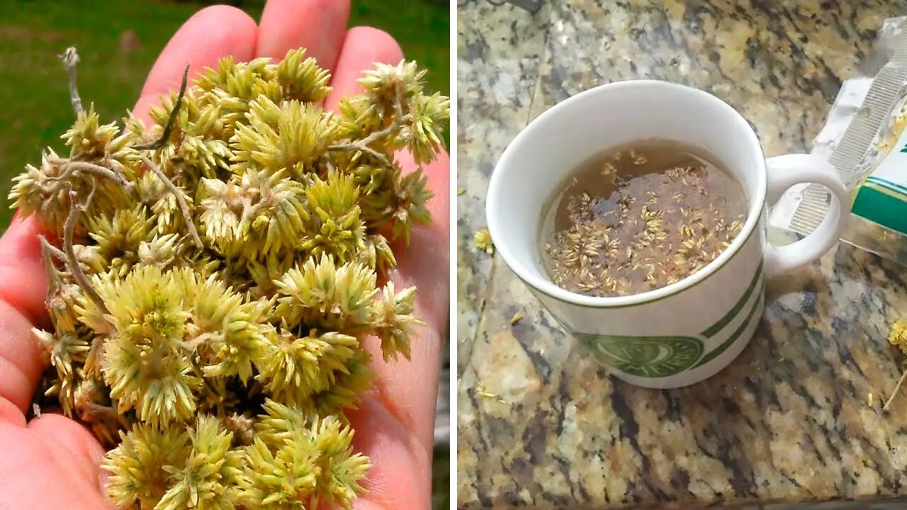 Macela Tea to Calm The Mind, Improve Digestion and Alleviate Pain