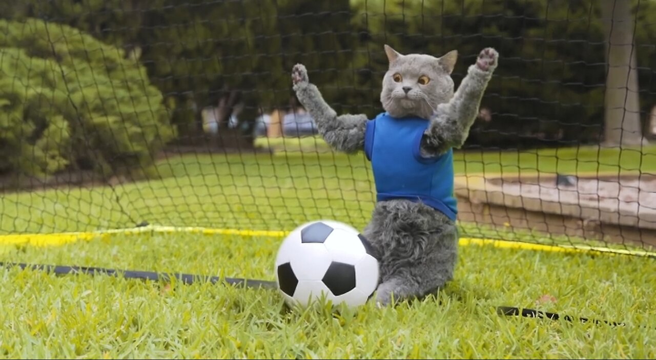 Cat with football 😅. #114