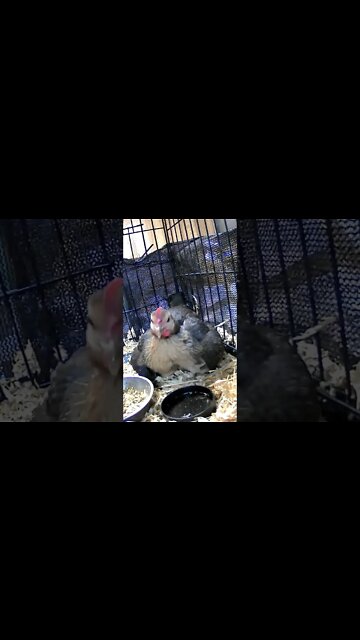 Hen with day old chicks