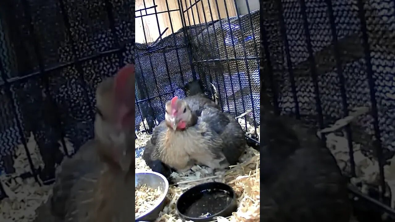 Hen with day old chicks