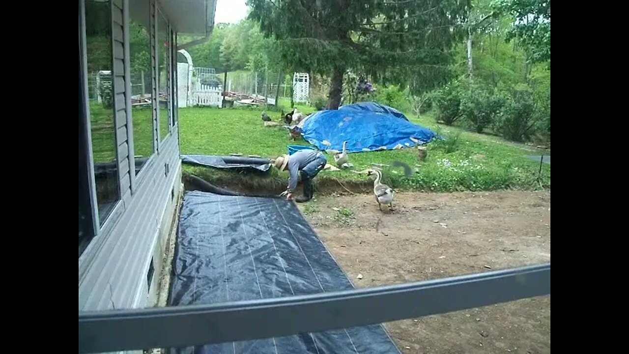 The Geese are Helping