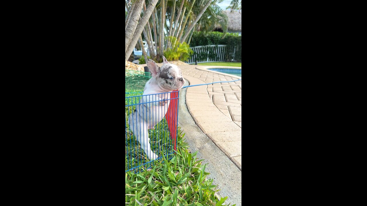 Hansel the Merle Frenchie puppy