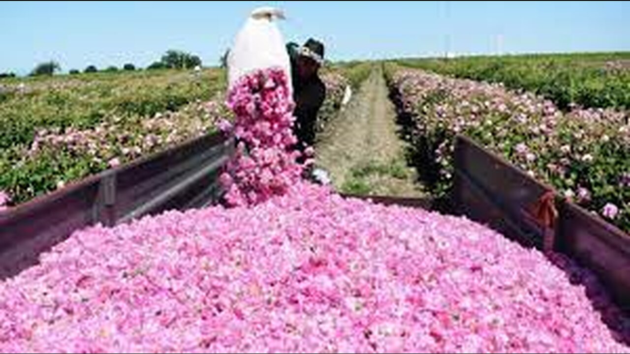 Beautiful Rose Harvesting and Rose Essential Oil Processing in Factory - Essential oil industry