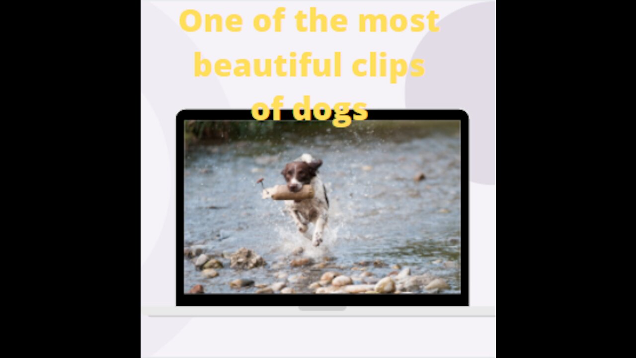 Watch the dog playing in the river water