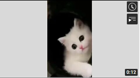 Cute Cats - Funny Cats | Cat Videos || Cute cat action