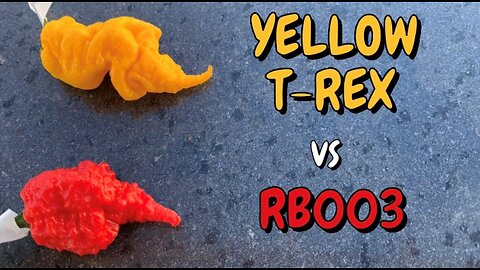 RB003 and a Yellow T-Rex grown by Lonestar Mastiff Farms! Get them while you can!