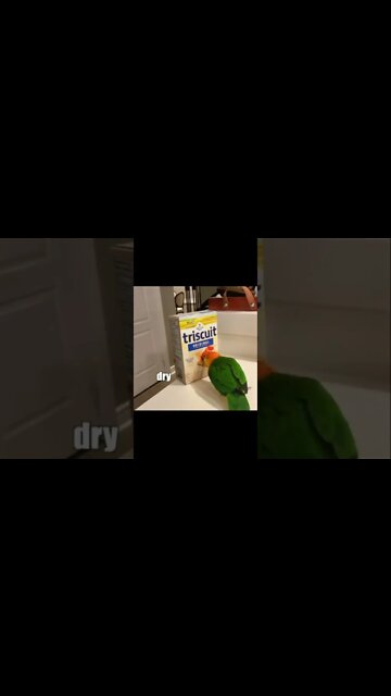 Baaaddd Parrot😈😈😈