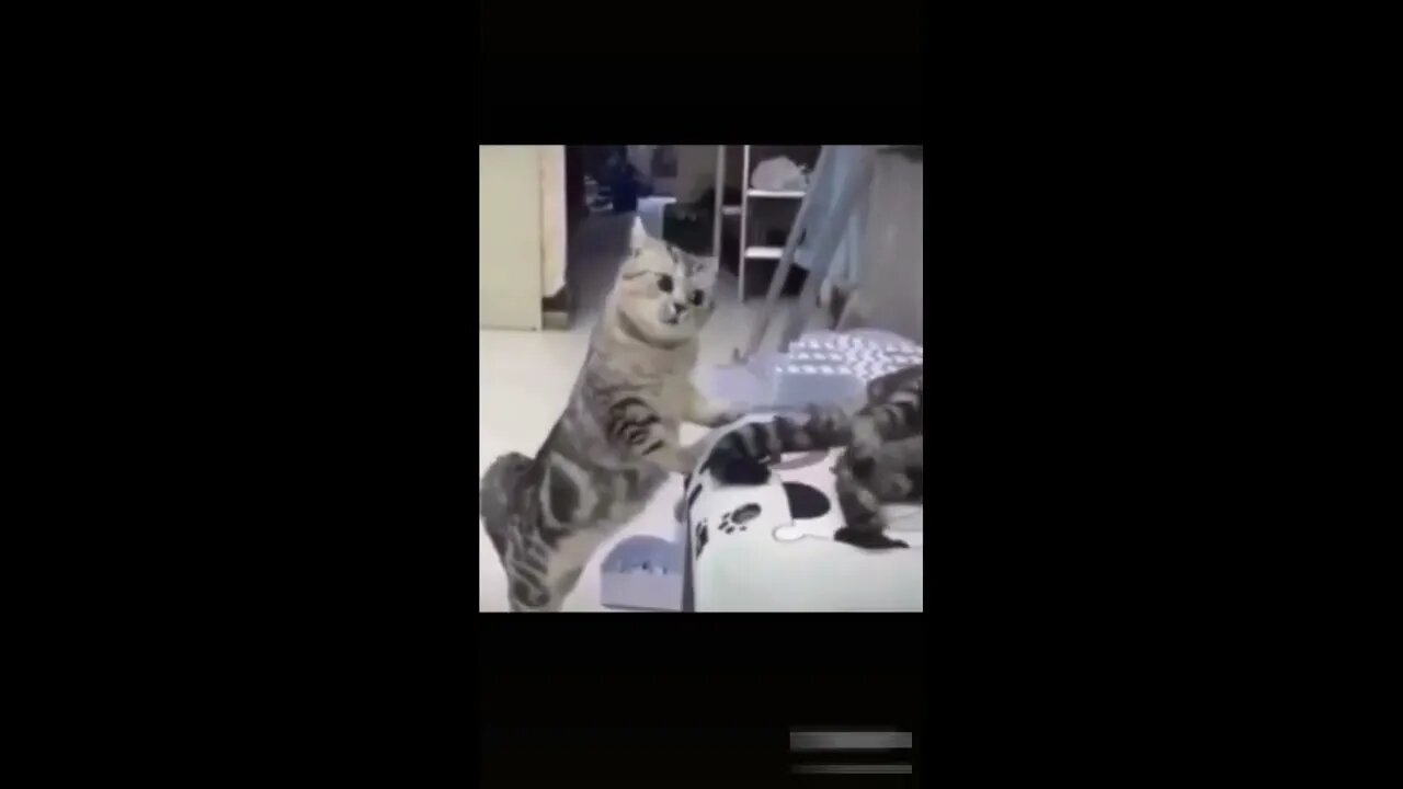 Cats-Funny and cute cats video #2