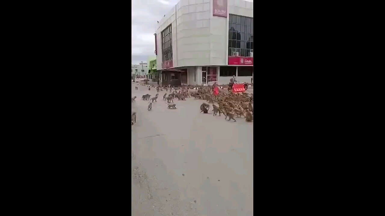 Thai monkey gang warfare terrorizes entire town Cops were forced to form a special monkey unit