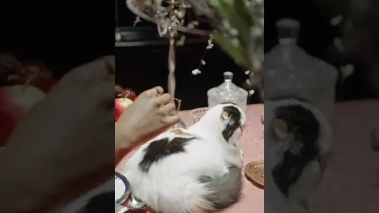 KUCING LUCU #PART 17