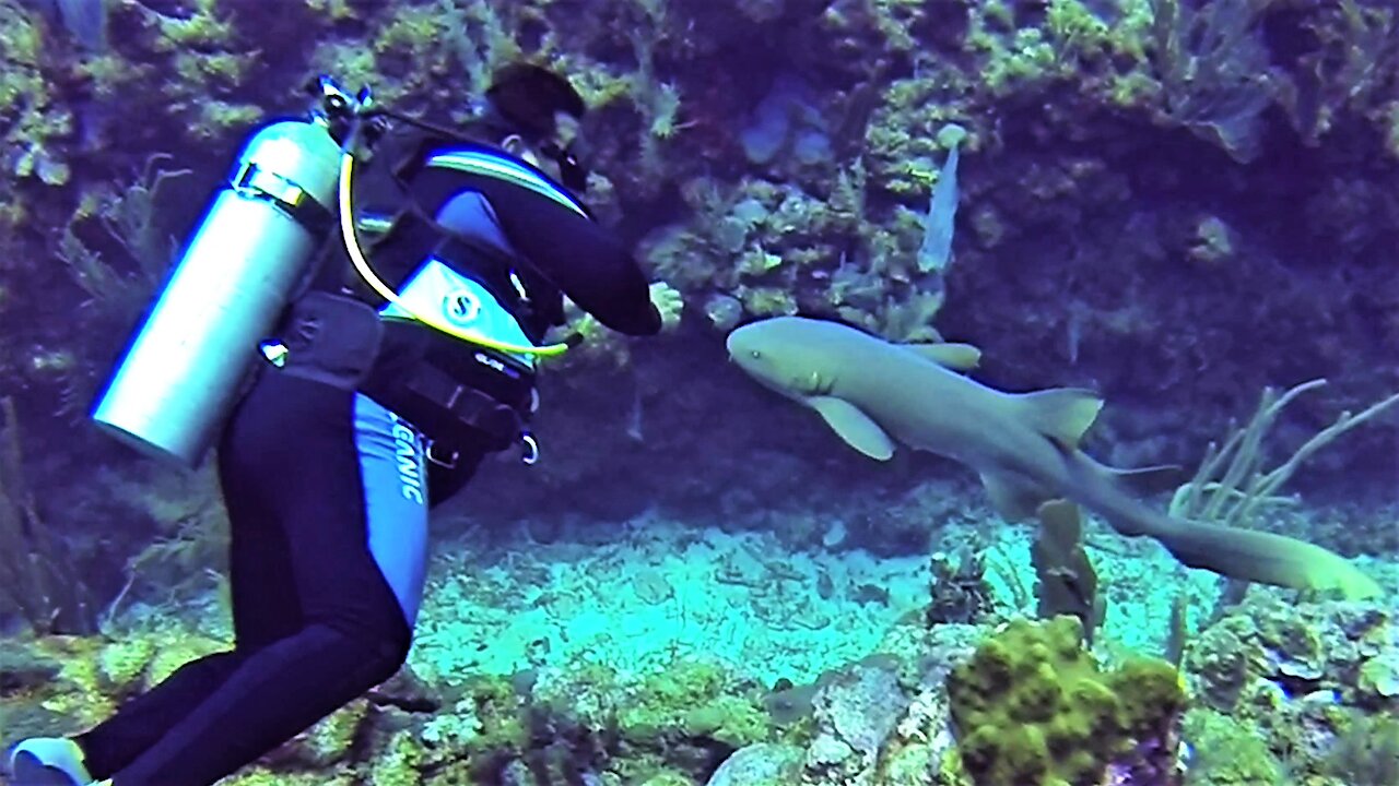 Affectionate nurse shark follows scuba diver like a lost puppy