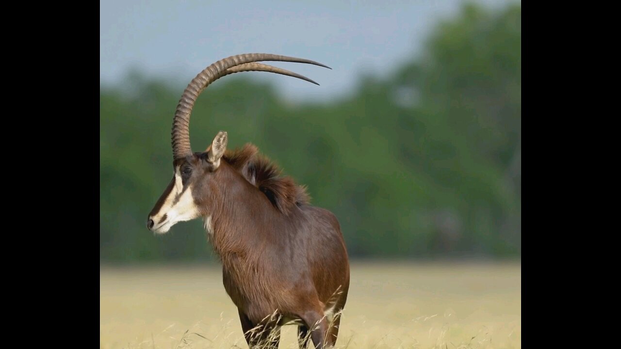 "The Great Gazelle: Secrets of Life on the Open Plains"