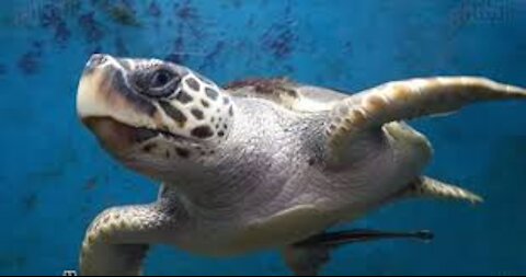 Shots of a sea turtle