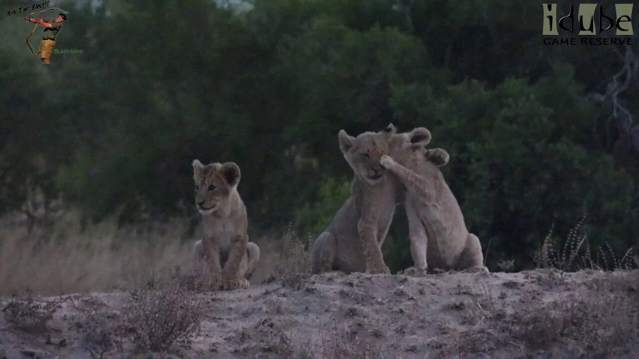 Daughters Of The Mapogo Lions - Rebuilding The Othawa Pride - 82: Cubs Near A Ximhungwe Lioness Body