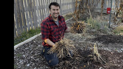 Relocating ASPARAGUS crowns AMAZING roots!