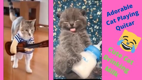 😍😁😂Adorable Cat Playing Quitar | Cute Cat Drinking Milk, Soooo Cute😍😁🤣🐈🐕‍🦺