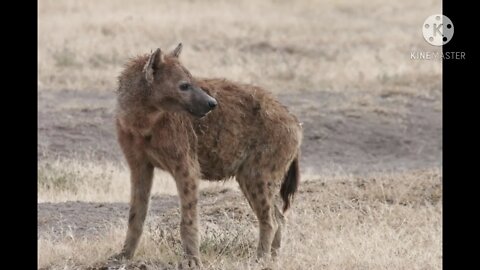 African Safari pics