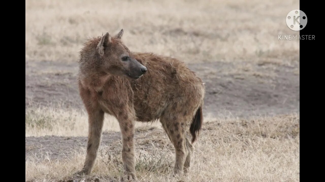 African Safari pics