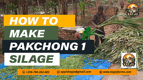 How To Make Pakchong 1 Silage (Super Napier) | ep11 #goatfarming #farming