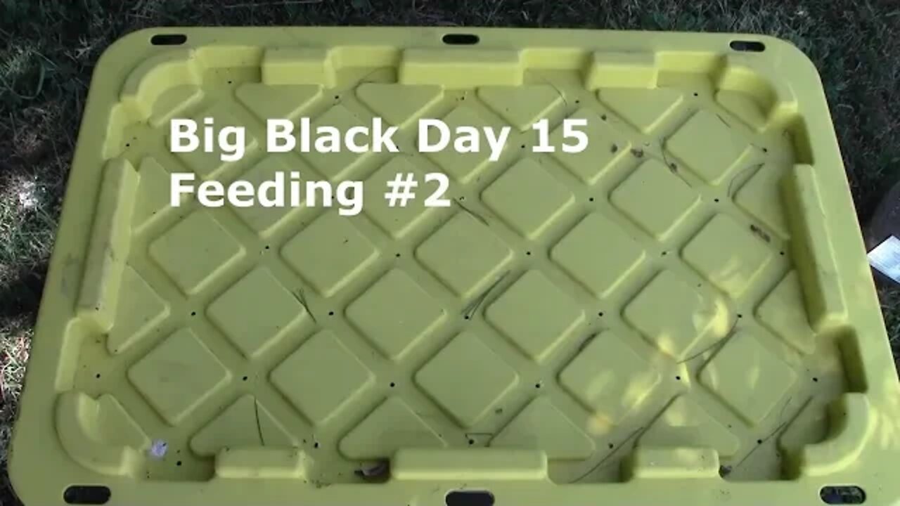 big black day 15 feeding #2