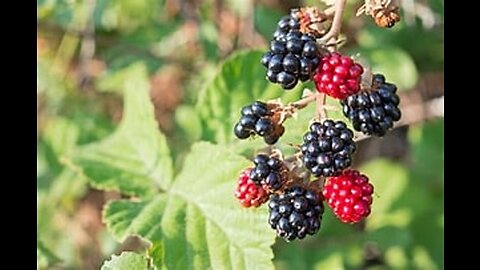 Foraging wild blackberries