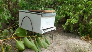 Minha primeira transferência de abelhas apis para Caixa padrão Langstroth