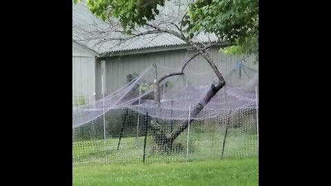 Oh what a tangled wicked web some weave.