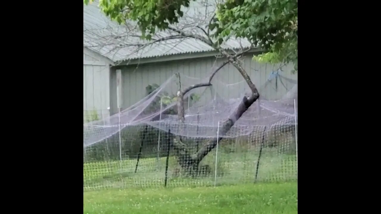 Oh what a tangled wicked web some weave.
